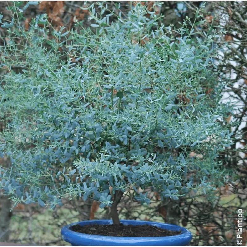 Eukaliptas - Eucalyptus gunnii France Bleu