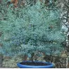Eukaliptas - Eucalyptus gunnii France Bleu