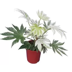 Fatsia japonica SPIDERS WEB