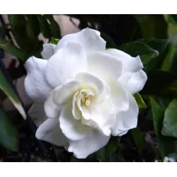 Gardenija - Gardenia jasminoides Grandiflora