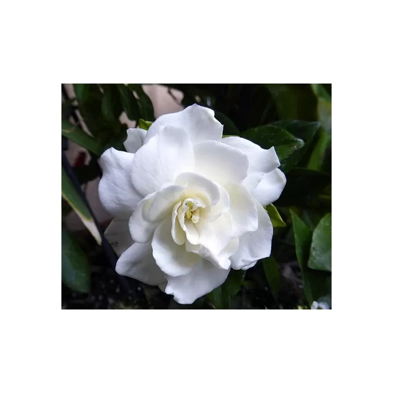 Gardenija - Gardenia jasminoides Grandiflora