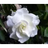 Gardenija - Gardenia jasminoides Grandiflora