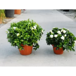 Gardenija - Gardenia jasminoides Grandiflora