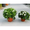 Gardenija - Gardenia jasminoides Grandiflora
