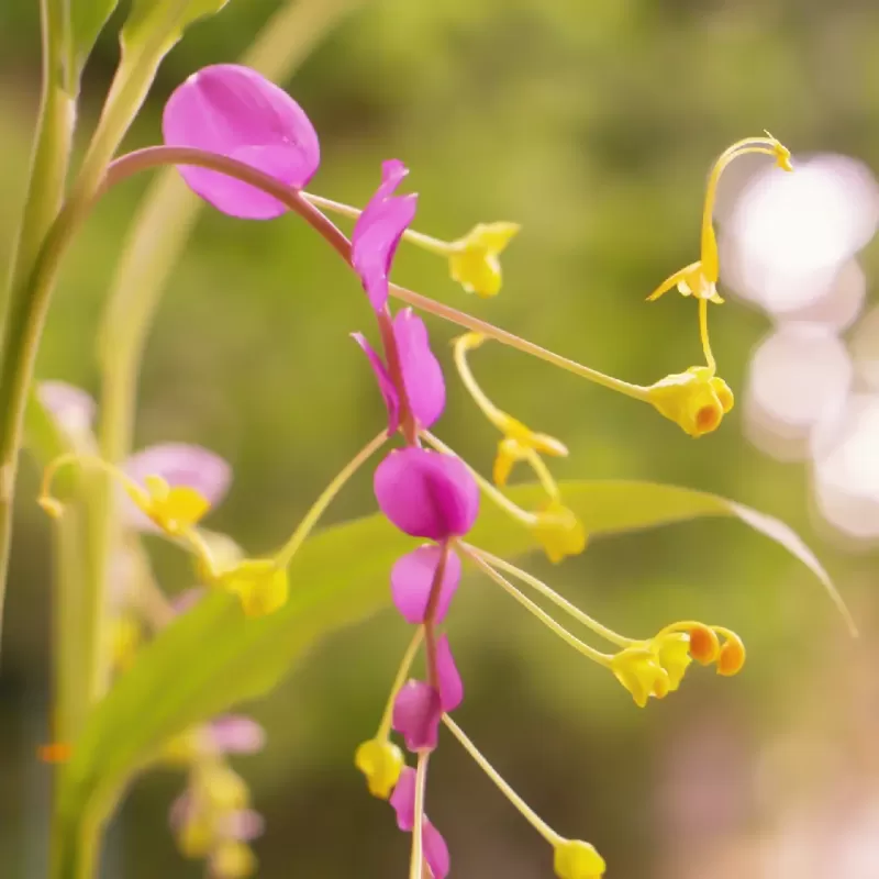 Globba wintii MAUVE DANCING GIRL