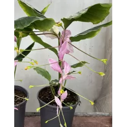 Globba wintii MAUVE DANCING GIRL