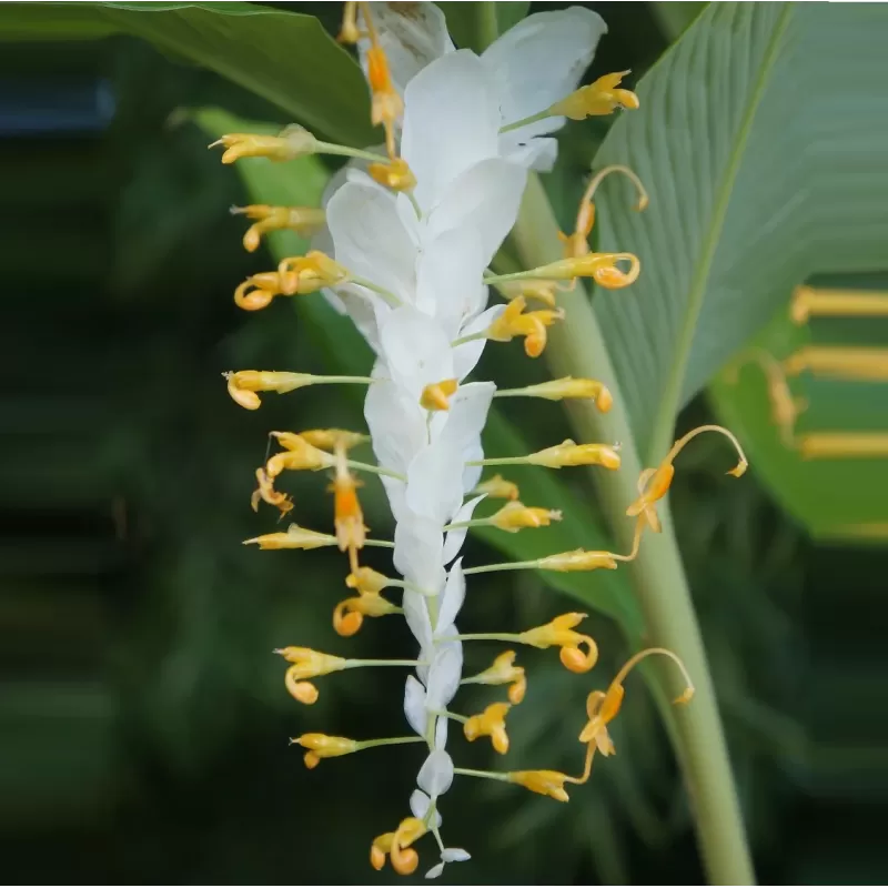 Baltojo drakono imbieras - Globba winitii WHITE DRAGON