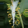 Globba winitii WHITE DRAGON