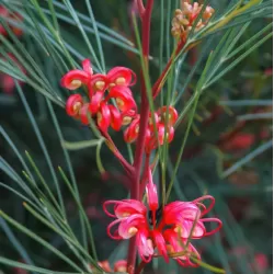 Grevillea johnsonii