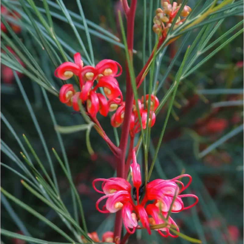 Grėvilėja - Grevillea johnsonii