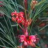 Grėvilėja - Grevillea johnsonii