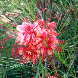 Grevillea johnsonii