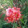 Grevillea johnsonii