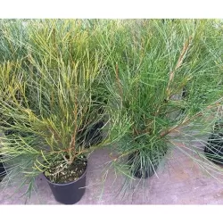 Grevillea johnsonii
