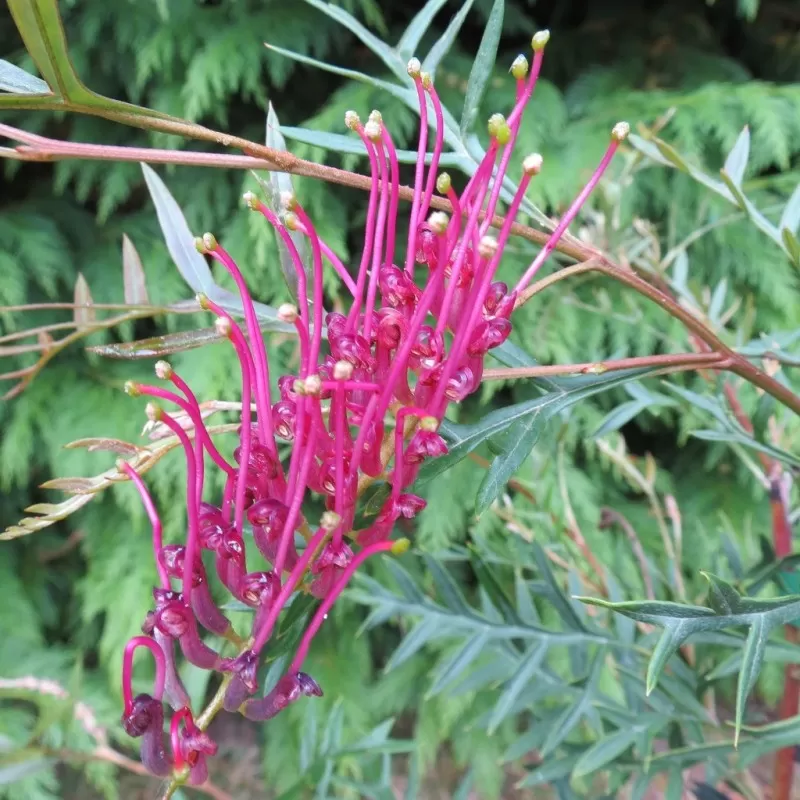 Grevillea jonhsonii Bronze Rambler