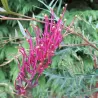 Grevillea jonhsonii Bronze Rambler