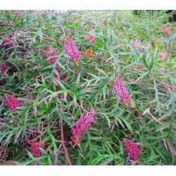 Grevillea jonhsonii Bronze Rambler