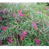 Grėvilėja - Grevillea jonhsonii Bronze Rambler