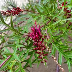 Grėvilėja - Grevillea jonhsonii Bronze Rambler