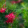 Grevillea juniperina