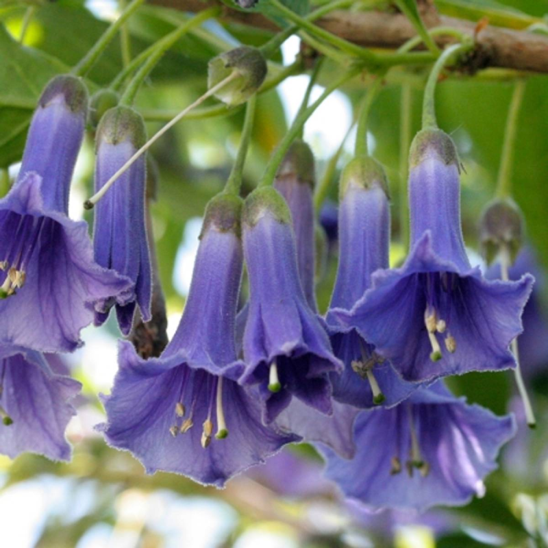 Iochroma australe (Acnistus australis)