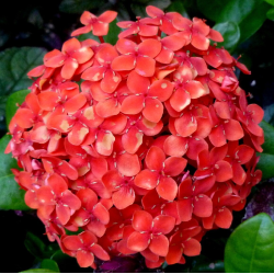 Ixora chinensis