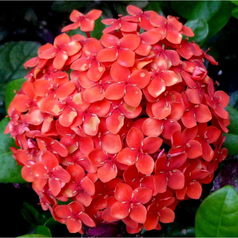 Ixora chinensis