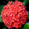 Ixora chinensis