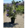 Mėlynasis palisandramedis - Jaccaranda mimosifolia BONSAI BLUE