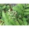 Mėlynasis palisandramedis - Jaccaranda mimosifolia BONSAI BLUE