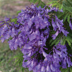 Jaccaranda mimosifolia BONSAI BLUE