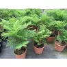 Jaccaranda mimosifolia BONSAI BLUE