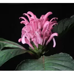 Raudonoji justicija - Jacobinia (Justicia) carnea
