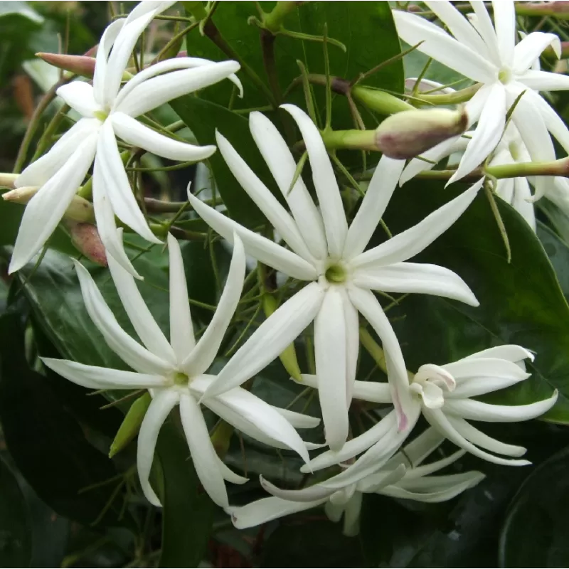 Jasminum nitidum