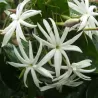 Blizgusis jazminaitis - Jasminum nitidum