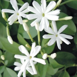 Švelnusis jazminaitis - Jasminum molle