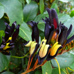 Kennedia nigricans