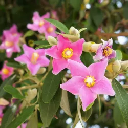 Lagunaria patersonii