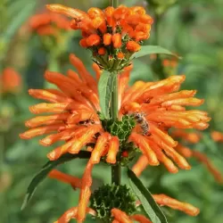 Tikroji liūtausė - Leonotis leonorus