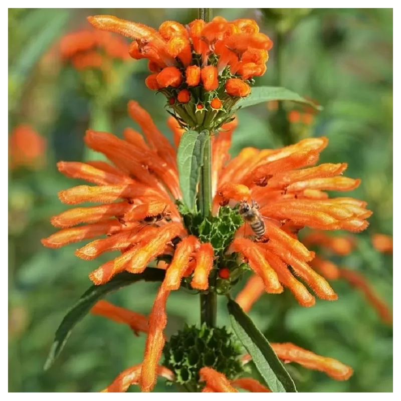 Tikroji liūtausė - Leonotis leonorus
