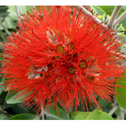 Metrosideros thomasii