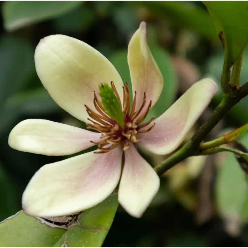 Michelia (magnolia) figo