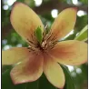 Michelia (magnolia) figo