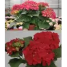 Didžialapė (darželinė) hortenzija - Hydrangea macrophylla HOT RED P12x12x19/C2 10-30CM