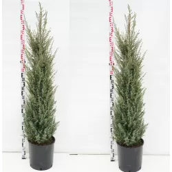 Paprastasis kadagys - Juniperus communis HIBERNICA
