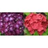 Didžialapė (darželinė) hortenzija - Hydrangea macrophylla HOT RED P12x12x19/C2 10-30CM