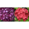 Didžialapė (darželinė) hortenzija - Hydrangea macrophylla HOT RED P12x12x19/C2 10-30CM