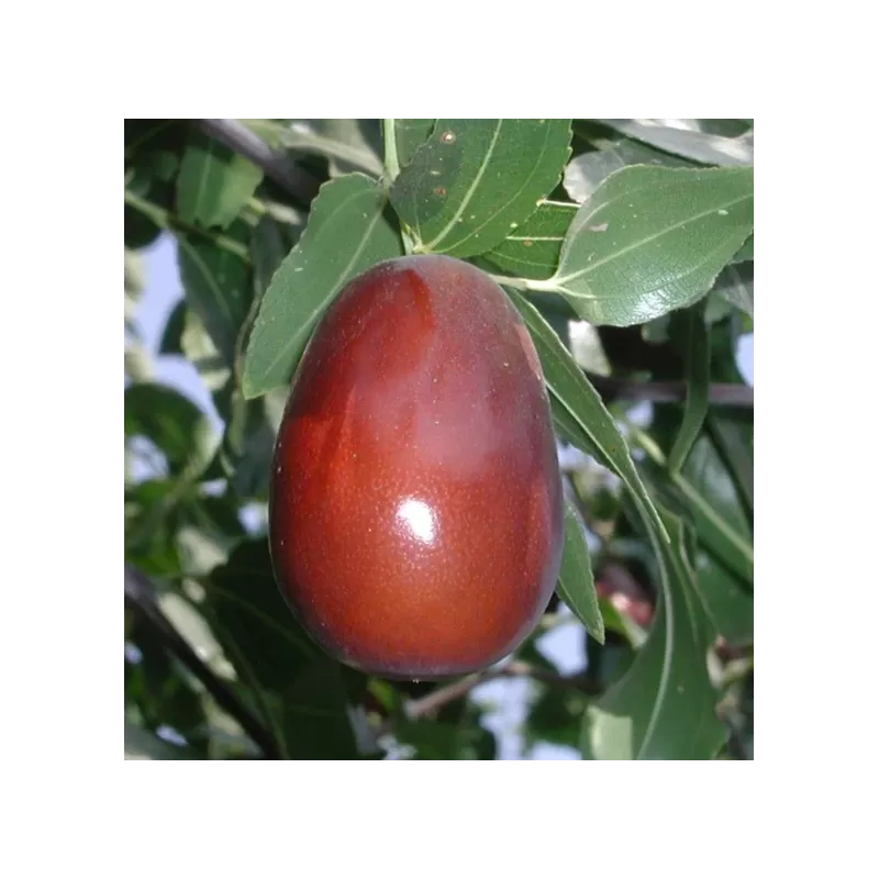 Ziziphus jujuba LANG