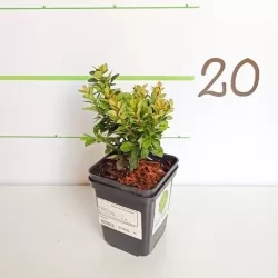 Tunbergo raugerškio sodinukai su pristatymu į namus