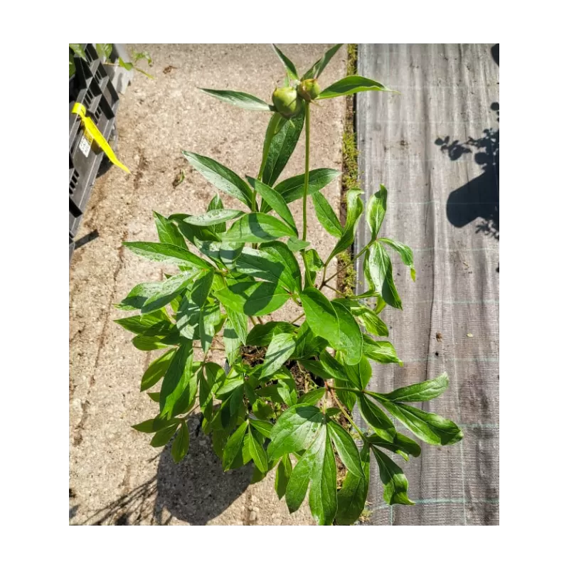 Bijūnų Wladyslawa sodinukai su pristatymu į namus